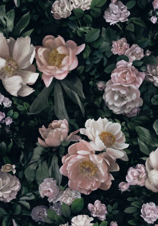 Boras Tapeter In Bloom New Dawn Rose 7234